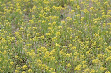 Kolza Brassica rapa tecavüz çiçek sahada