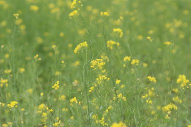 Bahar sarı yeşil alan