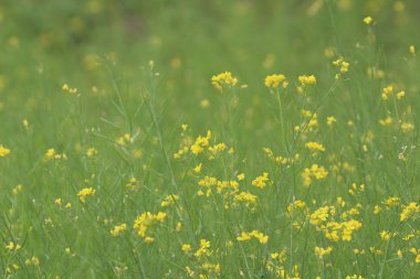 Bahar sarı yeşil alan