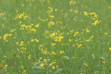 Bahar sarı yeşil alan