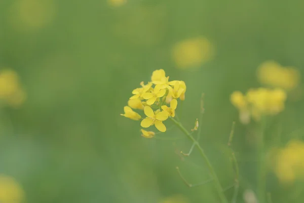 Colza Brassica rapa Rape flower on field — Stock Photo, Image