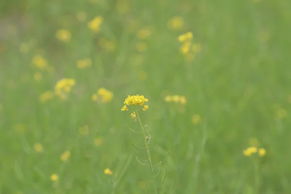 Colza Brassica rapa Fiore di stupro sul campo — Foto Stock