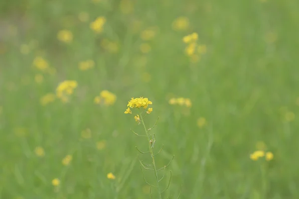 フィールドの花の菜種 Brassica rapa レイプ — ストック写真