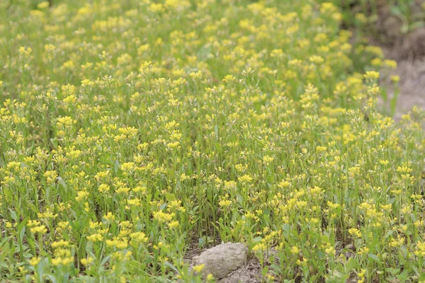 Colza Brassica rapa Flor de estupro no campo — Fotografia de Stock