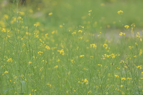 フィールドの花の菜種 Brassica rapa レイプ — ストック写真