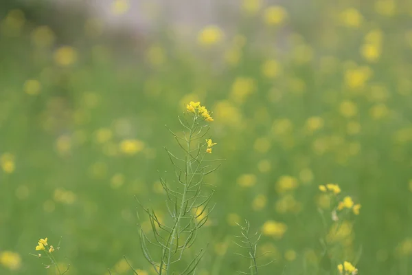 フィールドの花の菜種 Brassica rapa レイプ — ストック写真