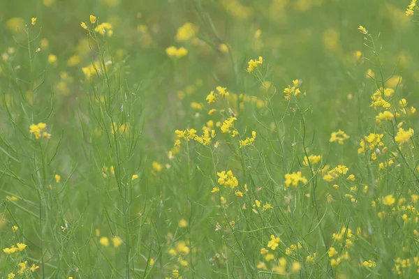 Campo verde amarillo en primavera —  Fotos de Stock