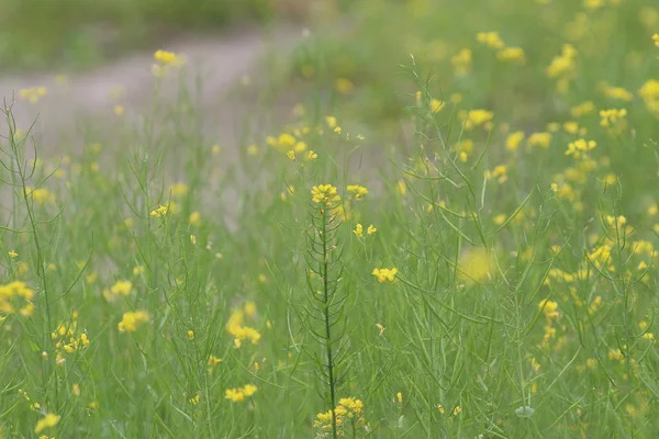春に黄色のグリーン フィールド — ストック写真