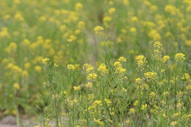 Bahar sarı yeşil alan