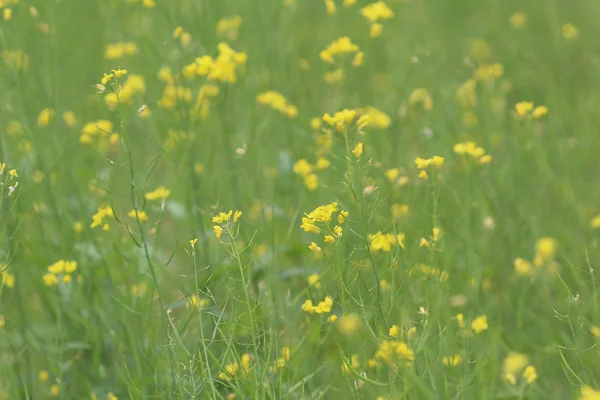 Campo verde amarelo na primavera — Fotografia de Stock