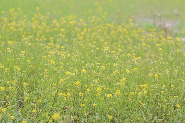 Żółty, zielony pole wiosną — Zdjęcie stockowe