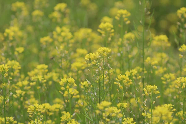 Campo verde giallo in primavera — Foto Stock