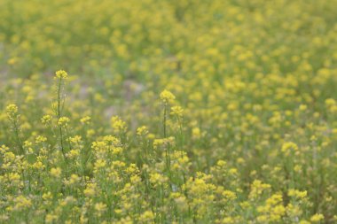 Kolza Brassica rapa tecavüz çiçek sahada