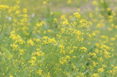 Kolza Brassica rapa tecavüz çiçek sahada