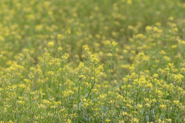 Kolza Brassica rapa tecavüz çiçek sahada