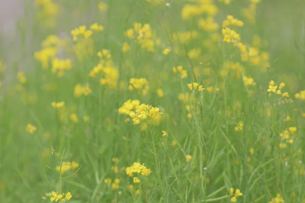Campo verde giallo in primavera — Foto Stock