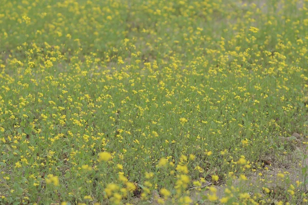 Žlutá zelená pole na jaře — Stock fotografie