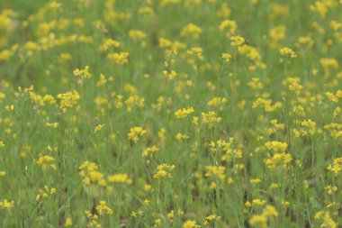 Bahar sarı yeşil alan