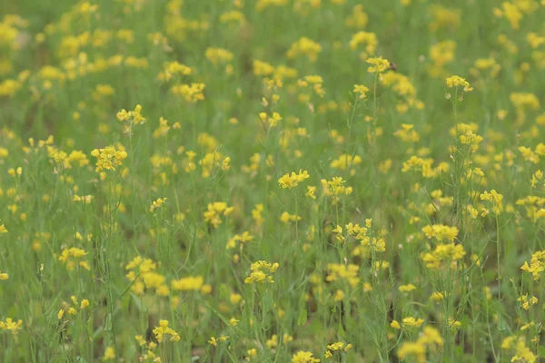 Campo verde amarelo na primavera — Fotografia de Stock