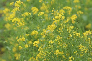  Yumuşak odak yakın çekim sarı çiçek