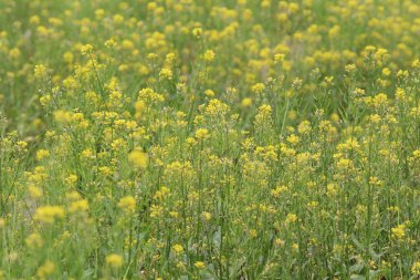  Yumuşak odak yakın çekim sarı çiçek
