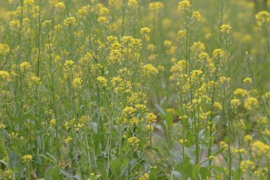  Yumuşak odak yakın çekim sarı çiçek