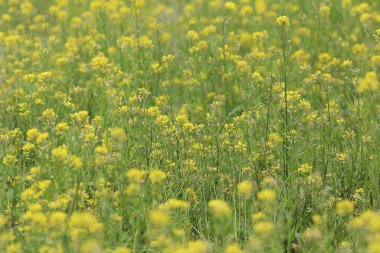  Yumuşak odak yakın çekim sarı çiçek