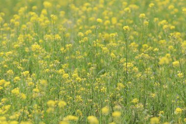 Yumuşak odak yakın çekim sarı çiçek