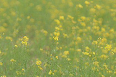 Bahar sarı yeşil alan