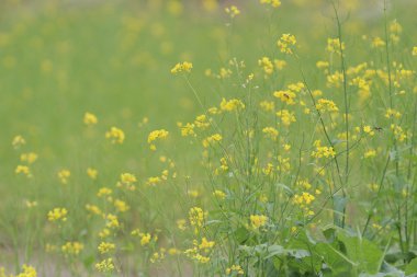  Yumuşak odak yakın çekim sarı çiçek