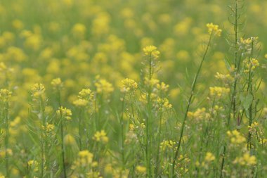  Yumuşak odak yakın çekim sarı çiçek