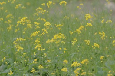  Yumuşak odak yakın çekim sarı çiçek