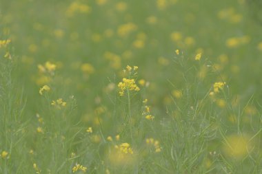  Yumuşak odak yakın çekim sarı çiçek