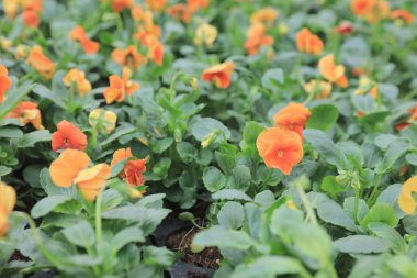 Dekoratif çiçek yatakta çiçek göster