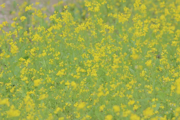 ソフト フォーカスは、黄色の花のクローズ アップ — ストック写真