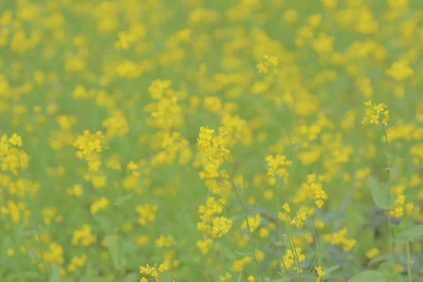 Primo piano soft-focus di fiori gialli — Foto Stock