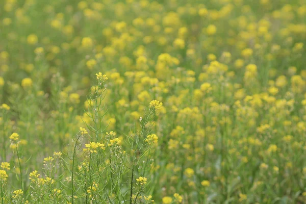 Foco suave perto de flores amarelas — Fotografia de Stock