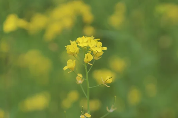 ソフト フォーカスは、黄色の花のクローズ アップ — ストック写真