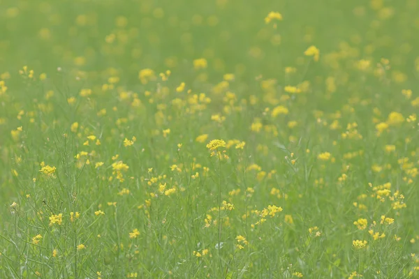 Yellow green field in spring — Stock Photo, Image