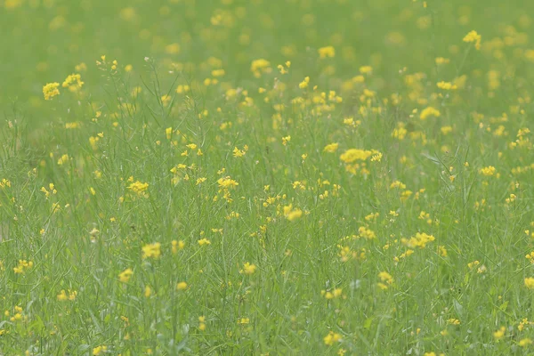 Campo verde amarelo na primavera — Fotografia de Stock