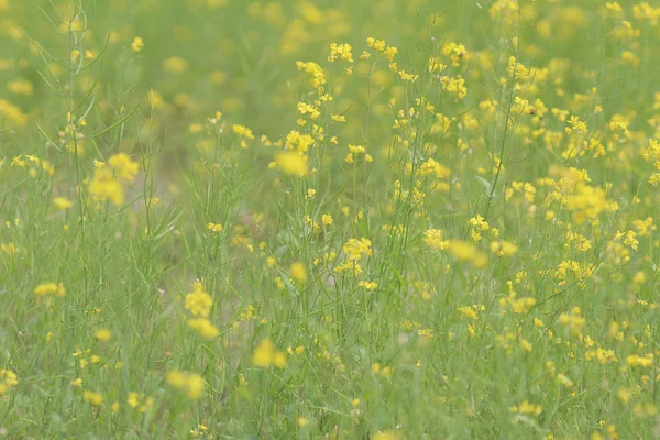 Campo verde amarillo en primavera — Foto de Stock