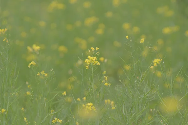 Мягкий фокус вблизи жёлтых цветов — стоковое фото