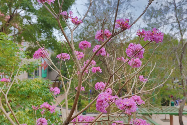 Tabebuia rosea v Fanling — Stock fotografie