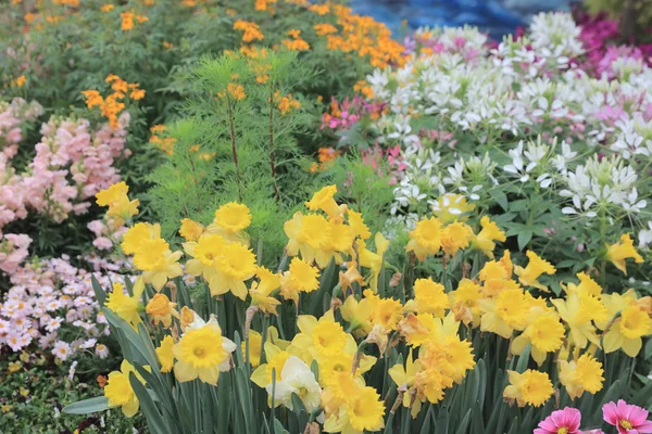 Wielkanoc tematu kwiaty w ogrodzie — Zdjęcie stockowe