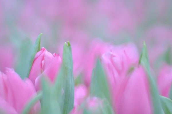 Tulipe dans le champ de fleurs — Photo