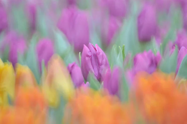 Blume zusammensetzen und wie eine Blume machen — Stockfoto