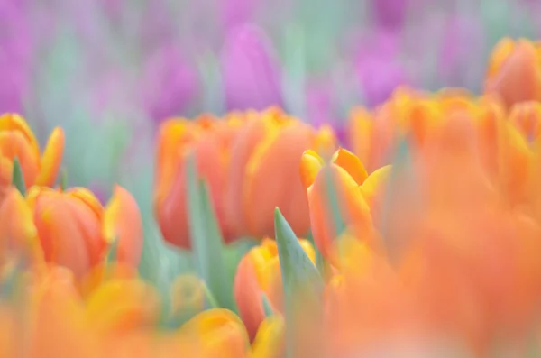 Flor juntos e torná-lo como uma flor — Fotografia de Stock