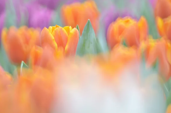 Bloem samen en maken als een bloem — Stockfoto