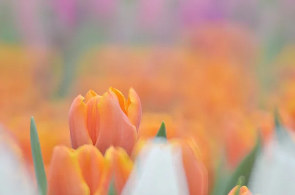 Flor juntos e torná-lo como uma flor — Fotografia de Stock