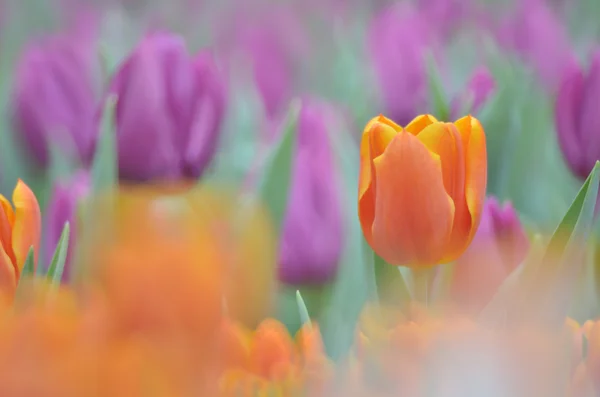 Flor reunida y hacerla como una flor — Foto de Stock